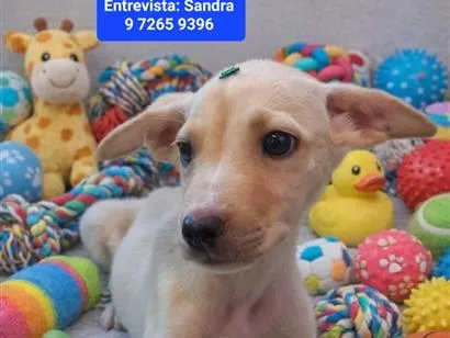 Cachorro raça SRD-ViraLata idade 2 a 6 meses nome Olaf