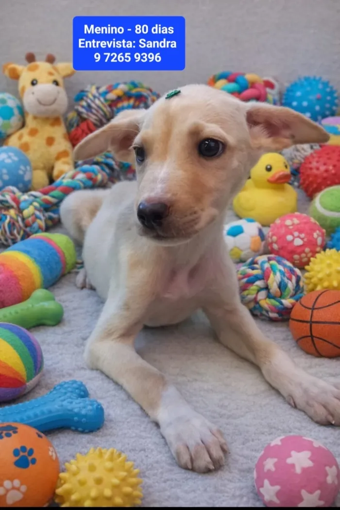 Cachorro raça SRD-ViraLata idade 2 a 6 meses nome Olaf