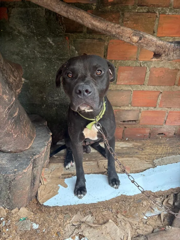 Cachorro raça Pit-Bull idade 1 ano nome Apolo