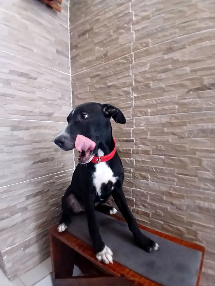 Cachorro raça SRD-ViraLata idade 2 a 6 meses nome Rex