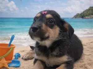 Cachorro raça SRD-ViraLata idade 2 a 6 meses nome Lola