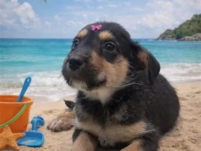 Cachorro raça SRD-ViraLata idade 2 a 6 meses nome Lola