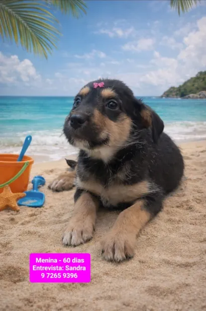 Cachorro raça SRD-ViraLata idade 2 a 6 meses nome Lola