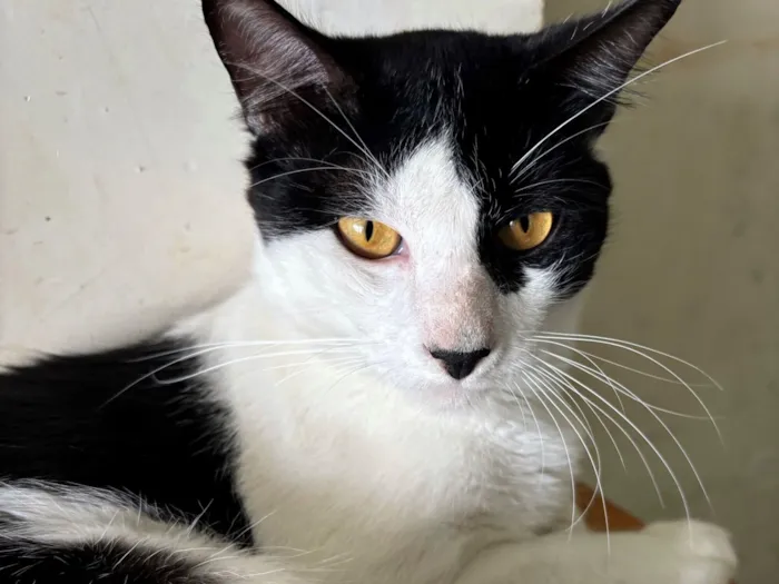 Gato raça SRD-ViraLata idade 1 ano nome Frajola 