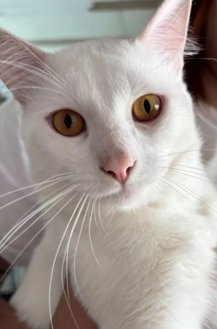 Gato raça SRD-ViraLata idade 1 ano nome Mingau