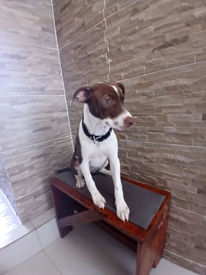 Cachorro raça SRD-ViraLata idade 2 a 6 meses nome Nina