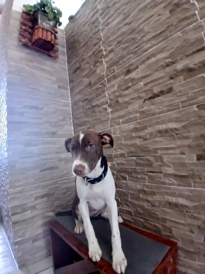 Cachorro raça SRD-ViraLata idade 2 a 6 meses nome Nina