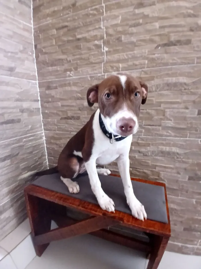 Cachorro raça SRD-ViraLata idade 2 a 6 meses nome Nina