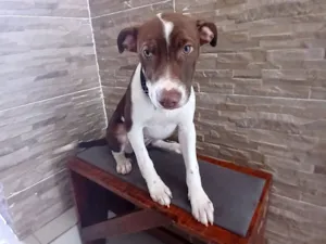 Cachorro raça SRD-ViraLata idade 2 a 6 meses nome Nina