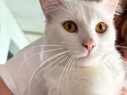 Gato raça SRD-ViraLata idade 1 ano nome Mingau