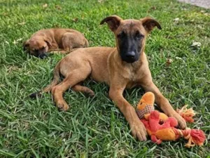Cachorro raça SRD-ViraLata idade 2 a 6 meses nome Simba