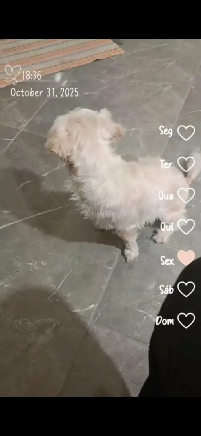 Cachorro raça VIRA LATA / SHITZU idade 3 anos nome Valentina