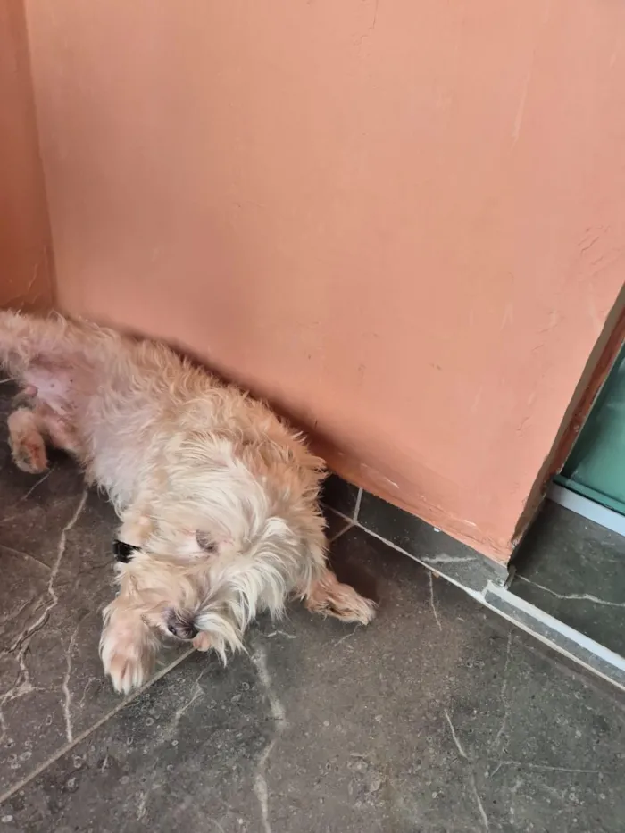 Cachorro raça VIRA LATA / SHITZU idade 3 anos nome Valentina