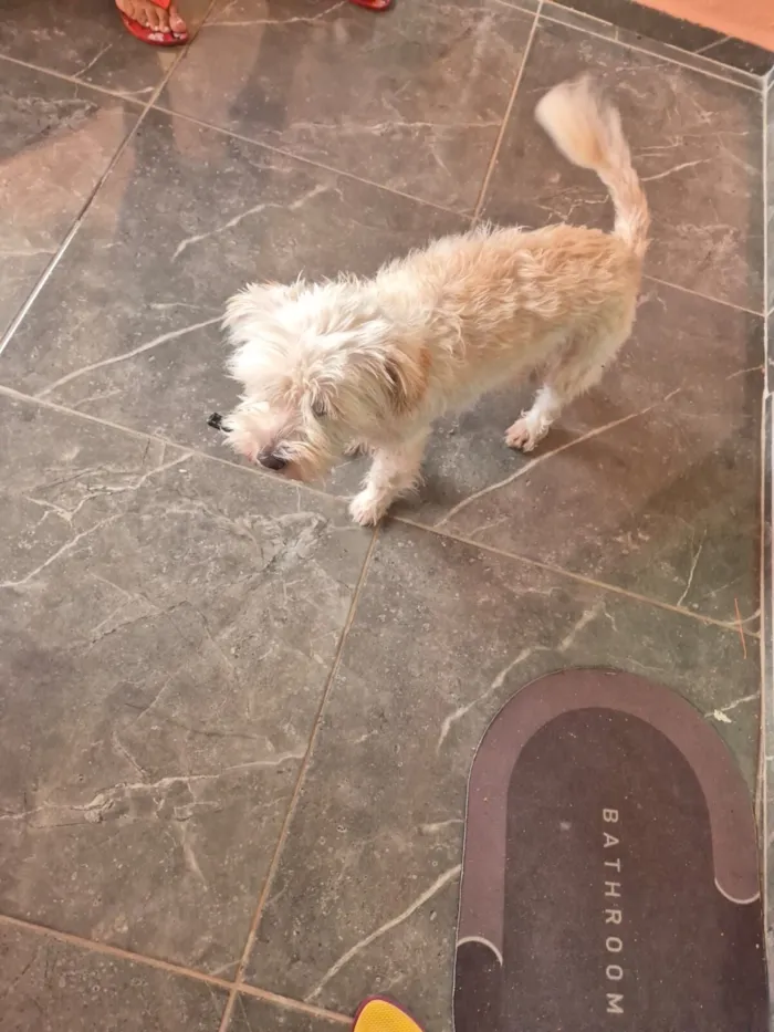 Cachorro raça VIRA LATA / SHITZU idade 3 anos nome Valentina