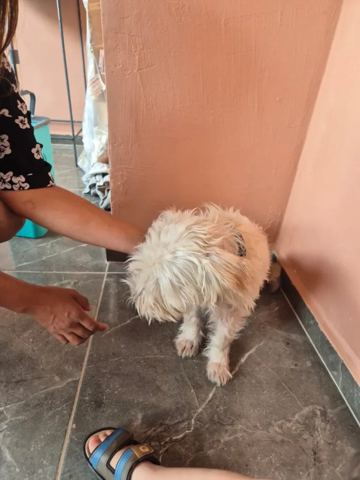 Cachorro raça VIRA LATA / SHITZU idade 3 anos nome Valentina