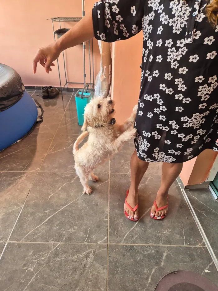 Cachorro raça VIRA LATA / SHITZU idade 3 anos nome Valentina