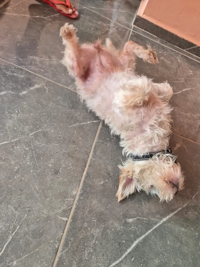 Cachorro raça VIRA LATA / SHITZU idade 3 anos nome Valentina