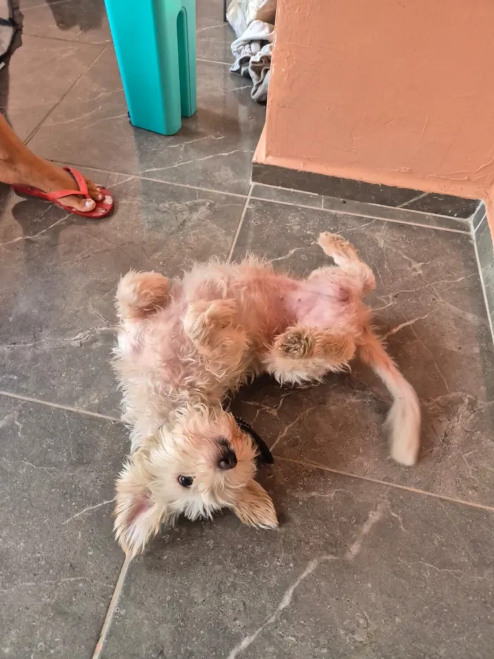 Cachorro raça VIRA LATA / SHITZU idade 3 anos nome Valentina