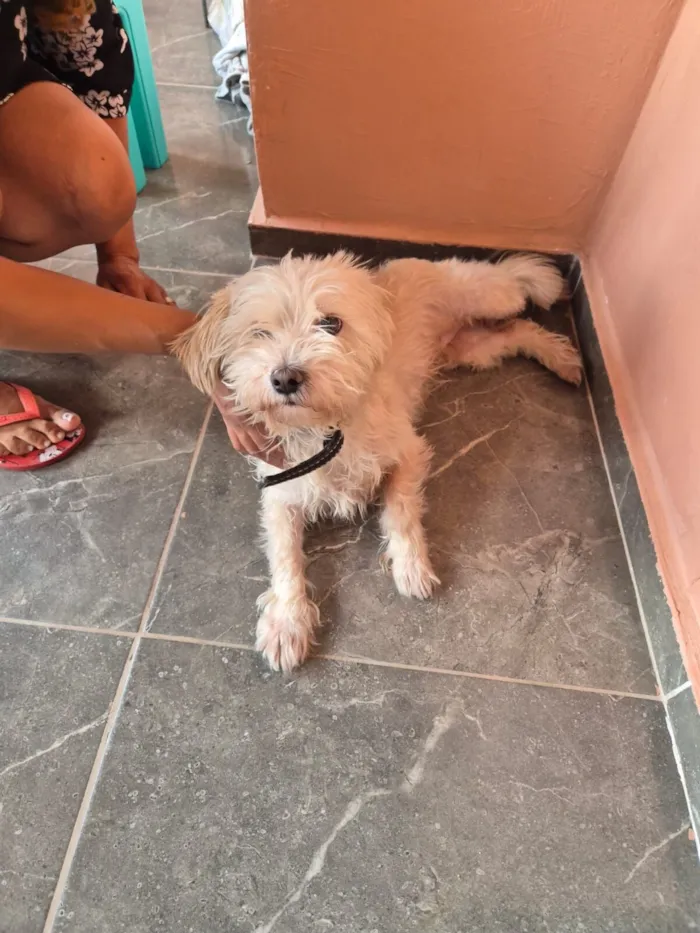 Cachorro raça VIRA LATA / SHITZU idade 3 anos nome Valentina