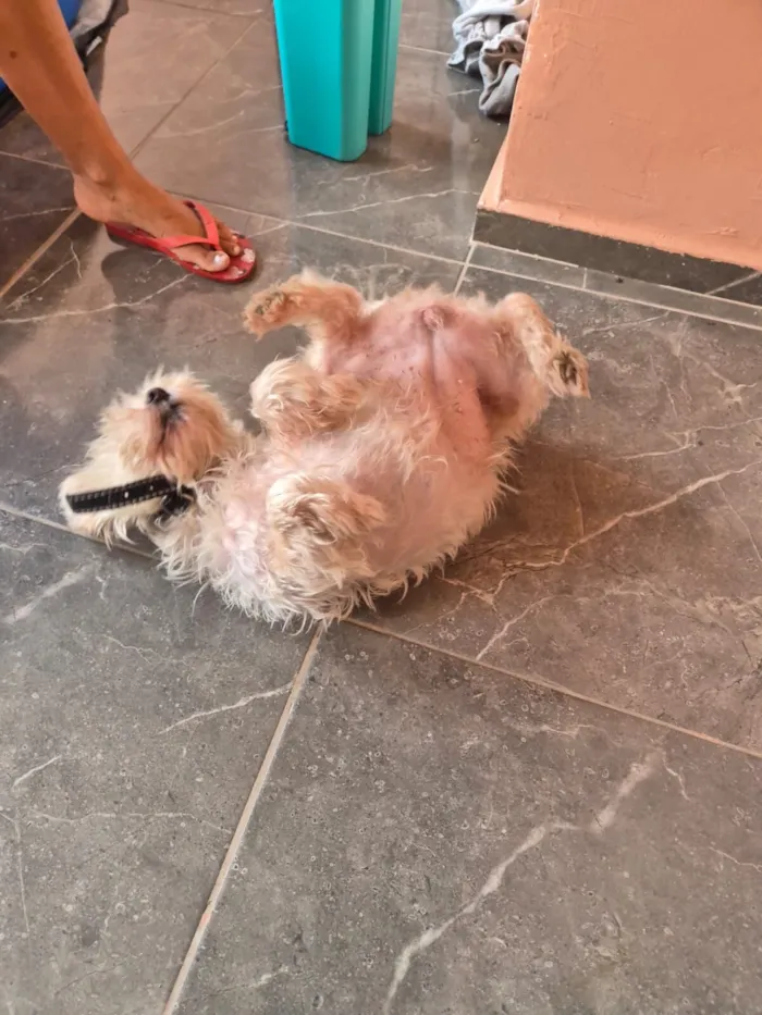 Cachorro raça VIRA LATA / SHITZU idade 3 anos nome Valentina