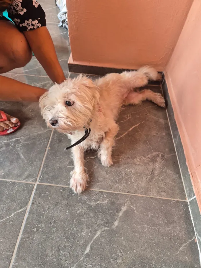 Cachorro raça VIRA LATA / SHITZU idade 3 anos nome Valentina