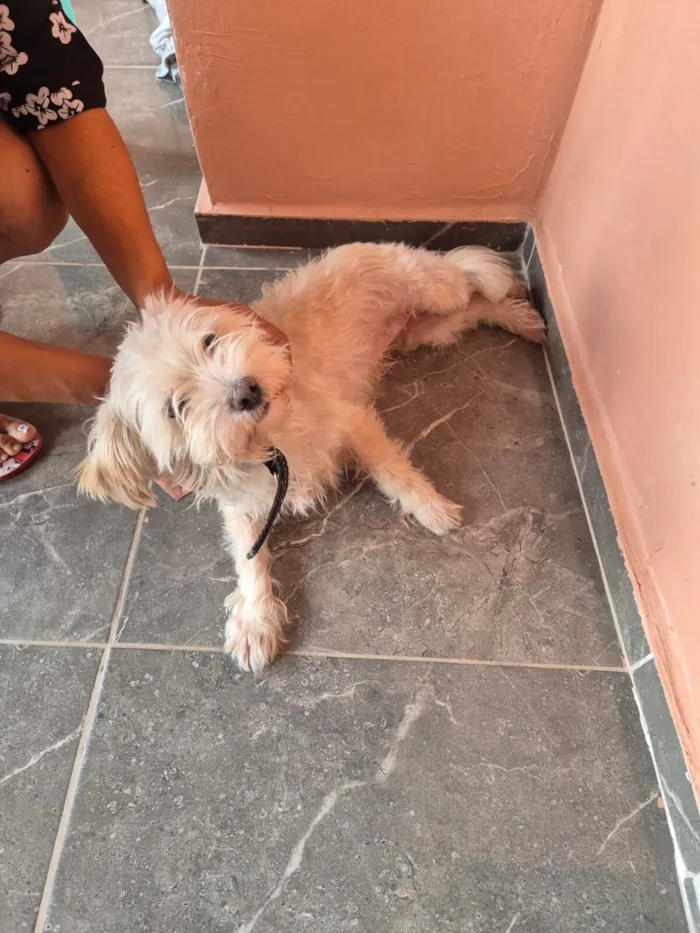 Cachorro raça VIRA LATA / SHITZU idade 3 anos nome Valentina