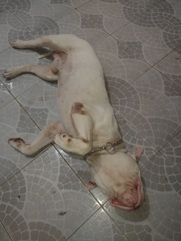 Cachorro raça Pit-Bull idade 2 anos nome Thor