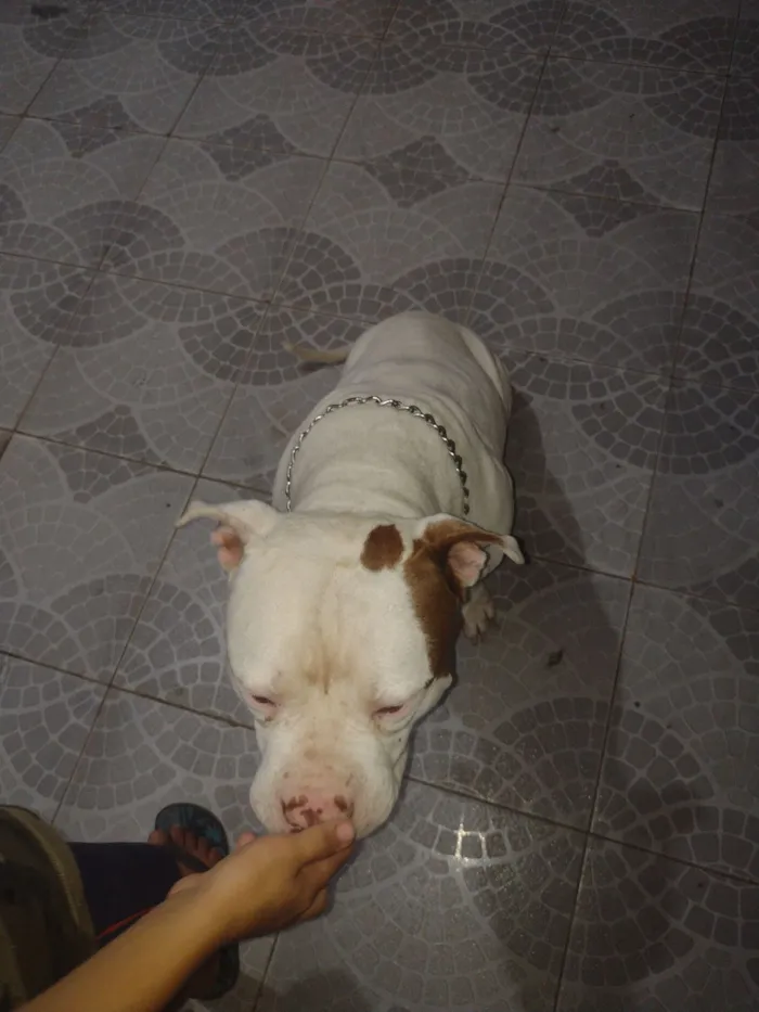 Cachorro raça Pit-Bull idade 2 anos nome Thor