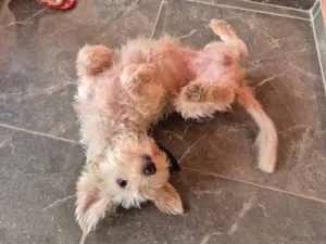 Cachorro raça VIRA LATA / SHITZU idade 3 anos nome Valentina