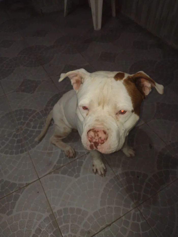 Cachorro raça Pit-Bull idade 2 anos nome Thor