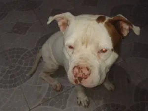 Cachorro raça Pit-Bull idade 2 anos nome Thor