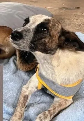 Cachorro raça SRD-ViraLata idade 3 anos nome Domênica
