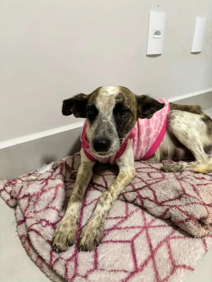 Cachorro raça SRD-ViraLata idade 3 anos nome Domênica