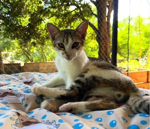 Gato raça SRD-ViraLata idade 7 a 11 meses nome Tigresas