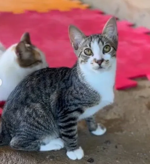 Gato raça SRD-ViraLata idade 7 a 11 meses nome Tigresas