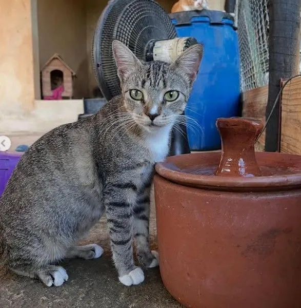 Gato raça SRD-ViraLata idade 7 a 11 meses nome Tigresas