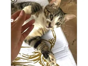 Gato raça SRD-ViraLata idade 7 a 11 meses nome Tigresas