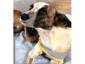 Cachorro raça SRD-ViraLata idade 3 anos nome Domênica
