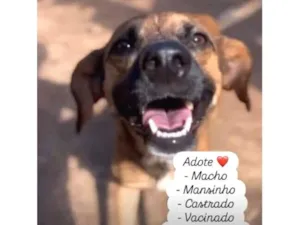 Cachorro raça SRD-ViraLata idade 1 ano nome Caramelinho