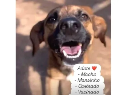 Cachorro raça SRD-ViraLata idade 1 ano nome Caramelinho