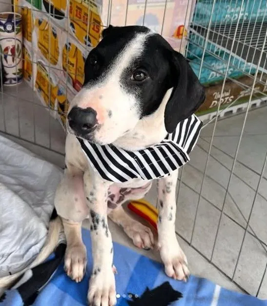 Cachorro raça SRD-ViraLata idade 2 a 6 meses nome José Bento