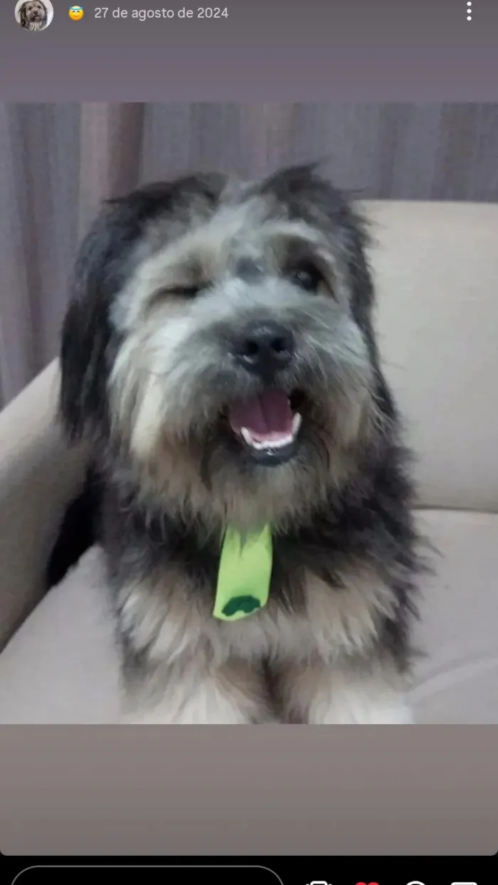 Cachorro raça SRD-ViraLata idade 3 anos nome MELIODAS