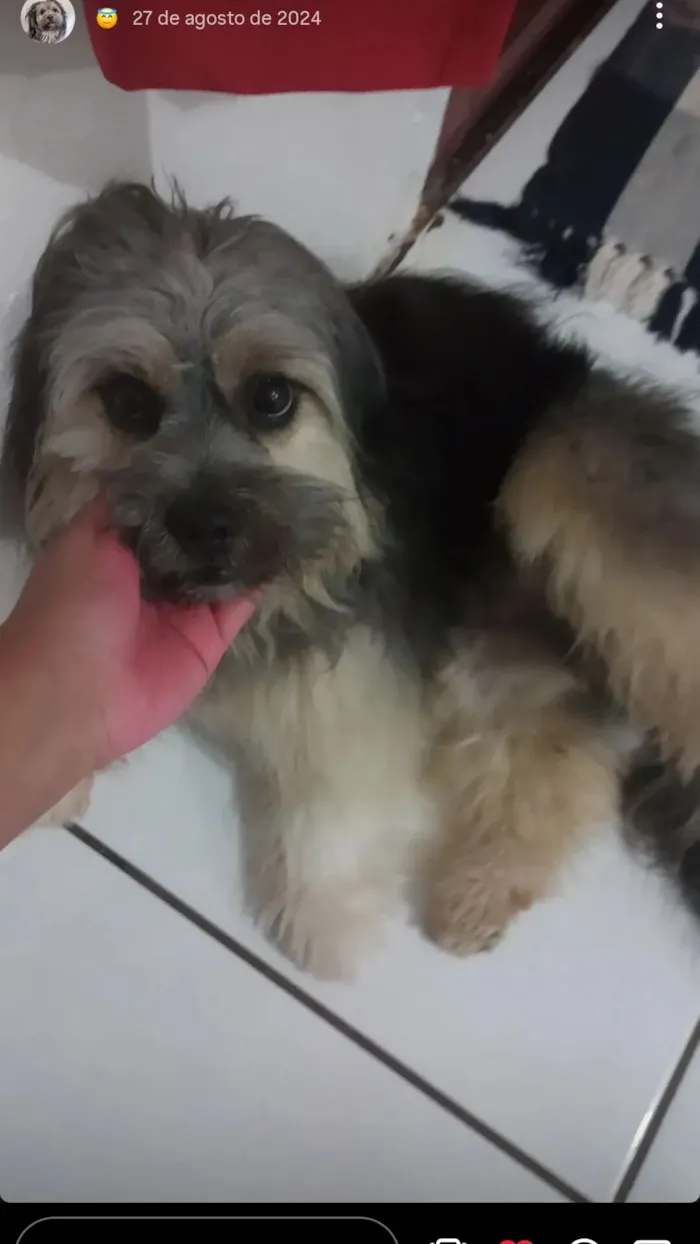 Cachorro raça SRD-ViraLata idade 3 anos nome MELIODAS