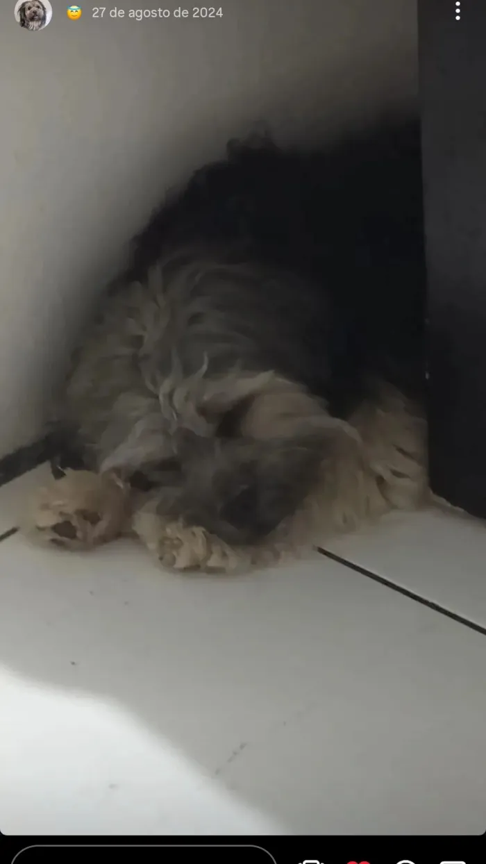 Cachorro raça SRD-ViraLata idade 3 anos nome MELIODAS