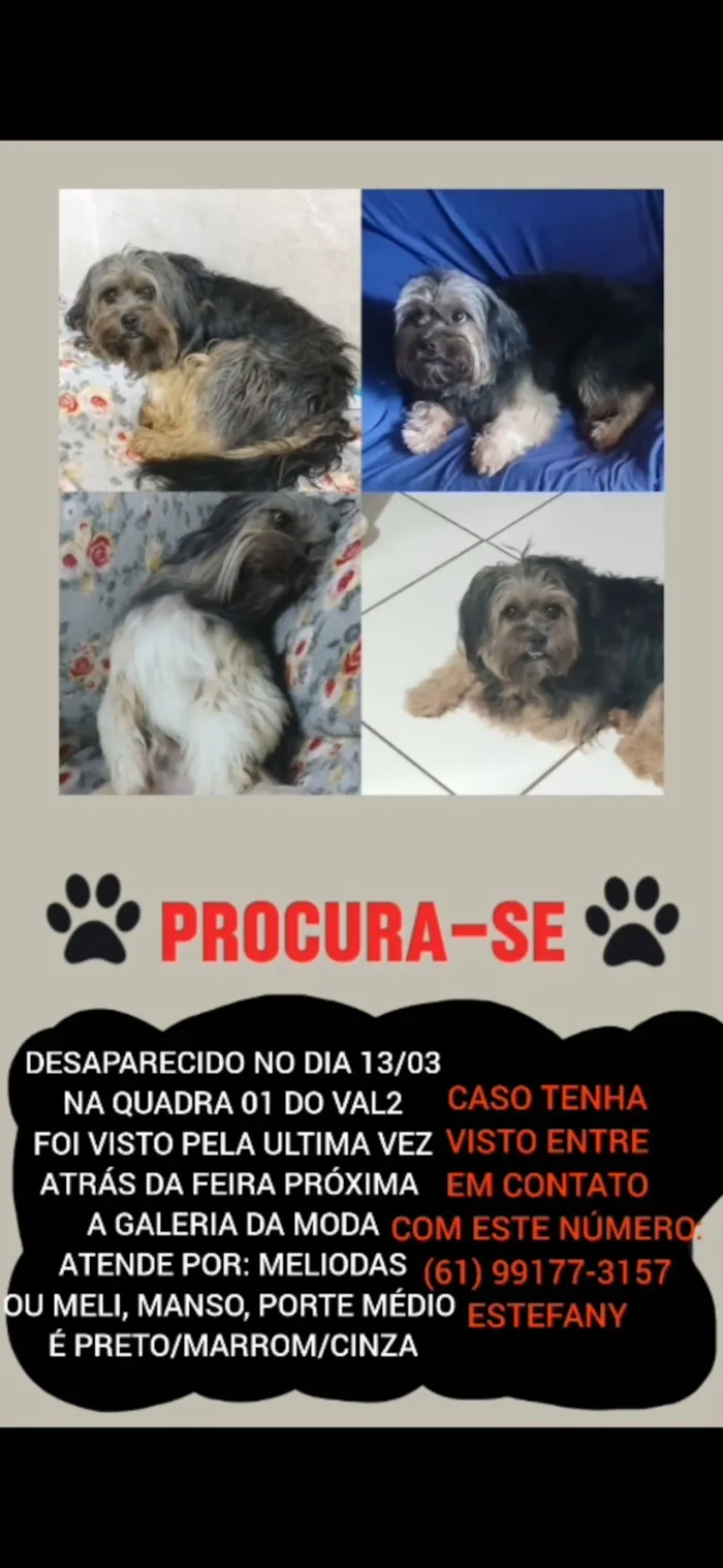 Cachorro raça SRD-ViraLata idade 4 anos nome MELIODAS DESAPARECIDO