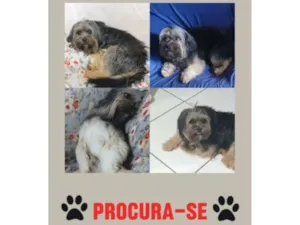 Cachorro raça SRD-ViraLata idade 4 anos nome MELIODAS DESAPARECIDO