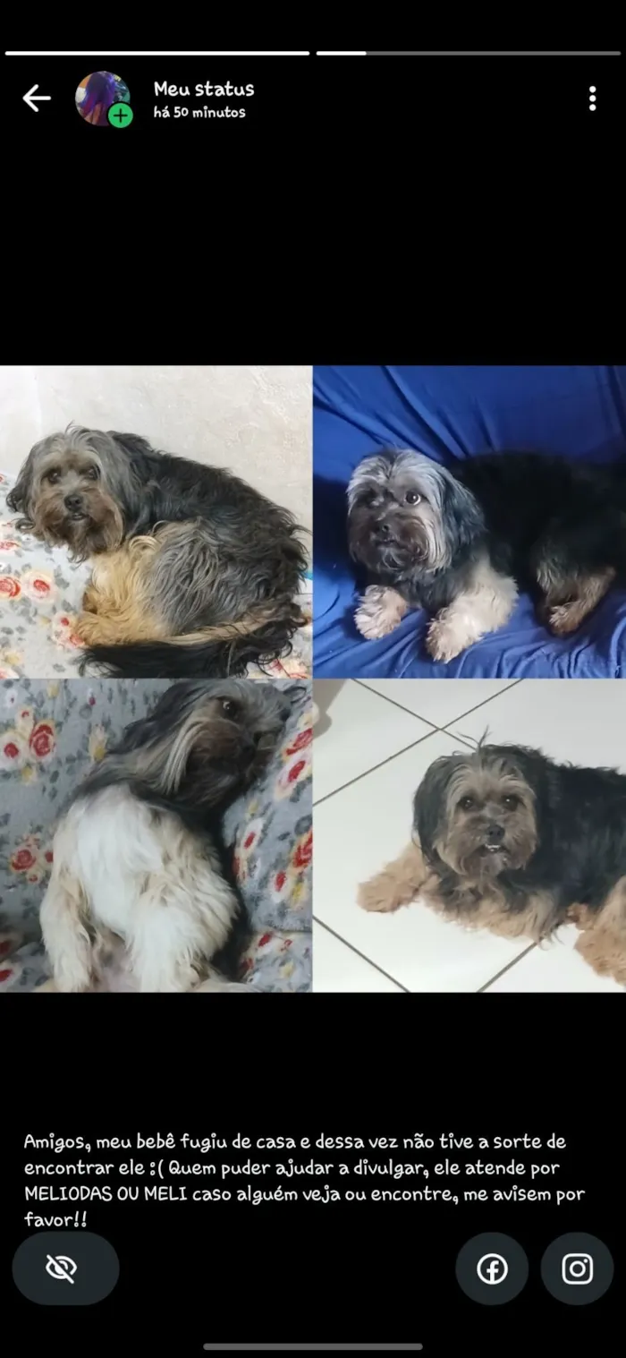 Cachorro raça SRD-ViraLata idade 4 anos nome MELIODAS DESAPARECIDO