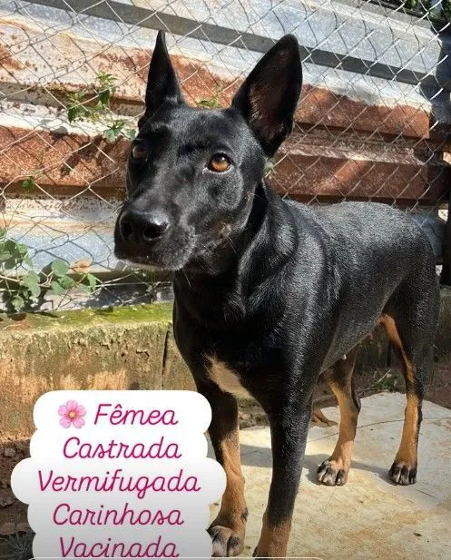 Cachorro raça SRD-ViraLata idade 2 anos nome Hera