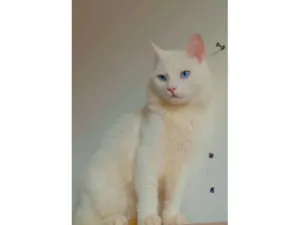 Gato raça SRD-ViraLata idade 1 ano nome Floki