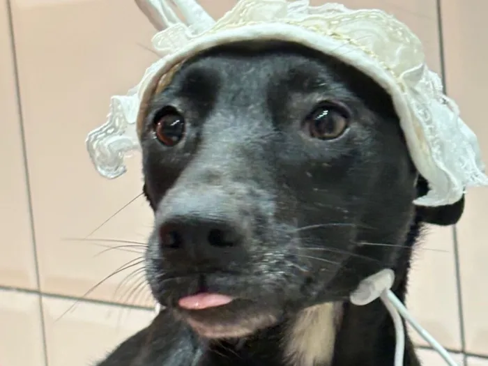 Cachorro raça SRD-ViraLata idade 1 ano nome Ramona